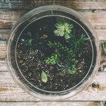 5 Terrarium Workshops You Can Sign Up in Singapore