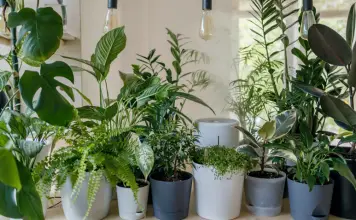 7 Places to Buy Indoor Plants Online For Your Home